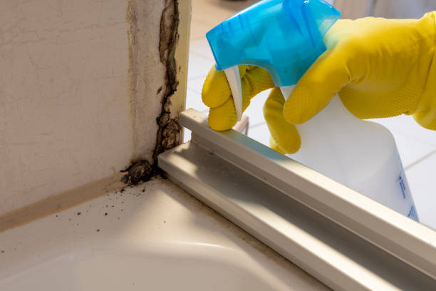 Best Black Mold Removal  in Medulla, FL