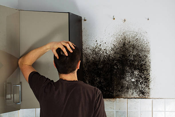 Office Mold Removal Services in Medulla, FL