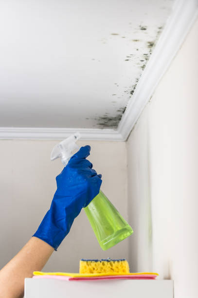 Certified Mold Removal in Medulla, FL