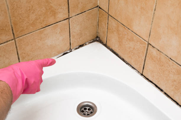 Mold Removal and Inspection in Medulla, FL